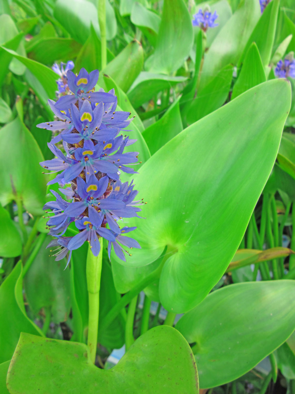 XXL Riesen-Hechtkraut im 2 Liter Pflanztopf